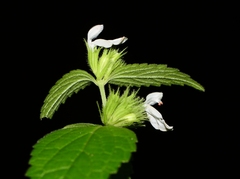 Leucas deodikarii