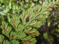 Asplenium tenuicaule