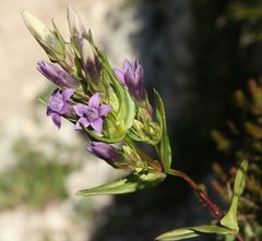 Gentianella anisodonta