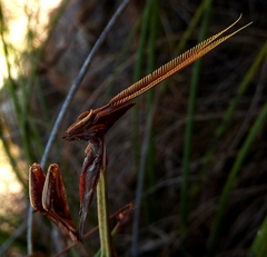 Hemiempusa capensis
