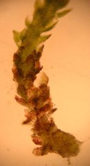 Cephaloziella
