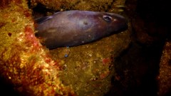 Conger wilsoni