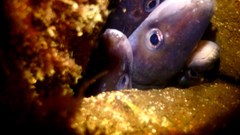 Conger wilsoni