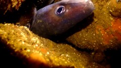 Conger wilsoni