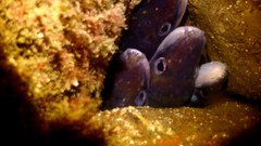 Conger wilsoni