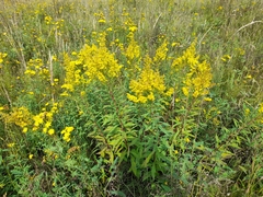 Solidago × niederederi