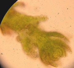 Cephaloziella