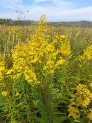 Solidago × niederederi