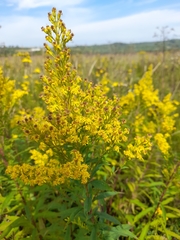 Solidago × niederederi