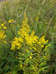 Solidago × niederederi