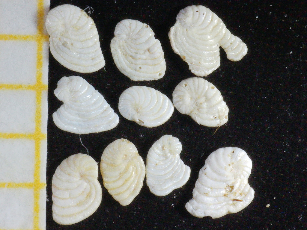 Peneroplis planatus