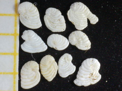 Peneroplis planatus