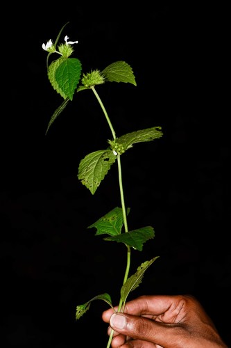 Image of Leucas deodikarii by no rights reserved