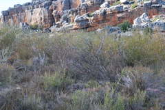 Leucadendron concavum