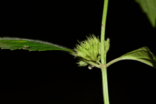 Image of Leucas deodikarii by no rights reserved