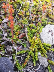 Bryanthus gmelinii