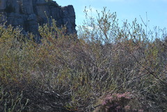 Leucadendron concavum