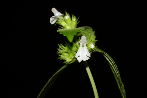 Image of Leucas deodikarii by no rights reserved