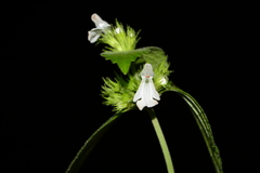 Leucas deodikarii