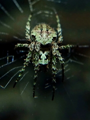 Cryptaranea atrihastula