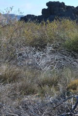 Leucadendron concavum