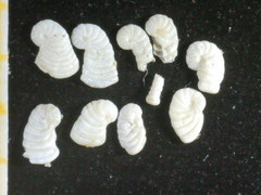 Peneroplis planatus
