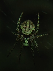 Cryptaranea atrihastula