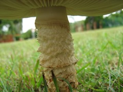 Saproamanita foetidissima
