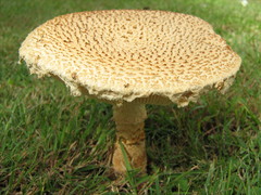 Saproamanita foetidissima