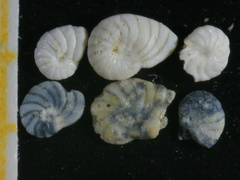 Peneroplis planatus