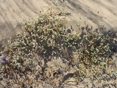 Adenogramma glomerata