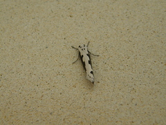 Ethmia bipunctella