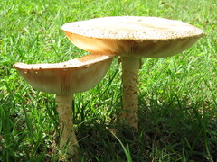 Saproamanita foetidissima