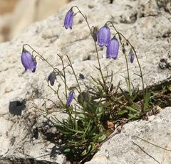 Campanula cespitosa