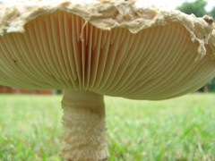Saproamanita foetidissima