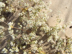 Adenogramma glomerata