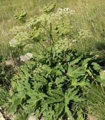 Heracleum sphondylium pyrenaicum