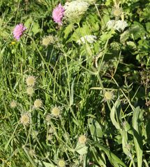 Knautia longifolia