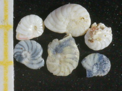 Peneroplis planatus