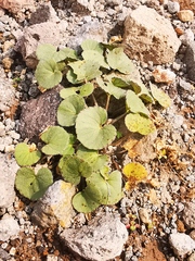 Viola crassa