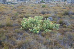 Leucadendron arcuatum
