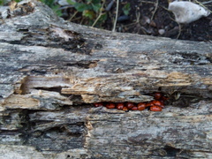 Ceratomegilla undecimnotata