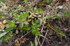 Laurembergia repens