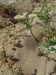 Capnophyllum africanum