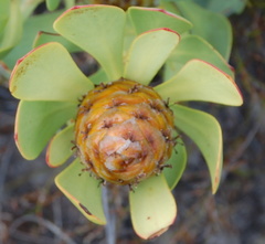 Leucadendron arcuatum