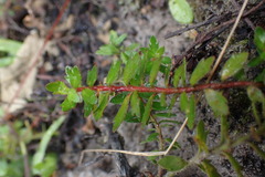 Laurembergia repens