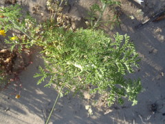 Capnophyllum africanum