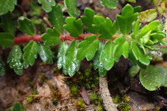 Laurembergia repens