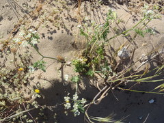 Capnophyllum africanum