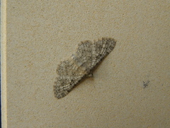 Eupithecia semigraphata
